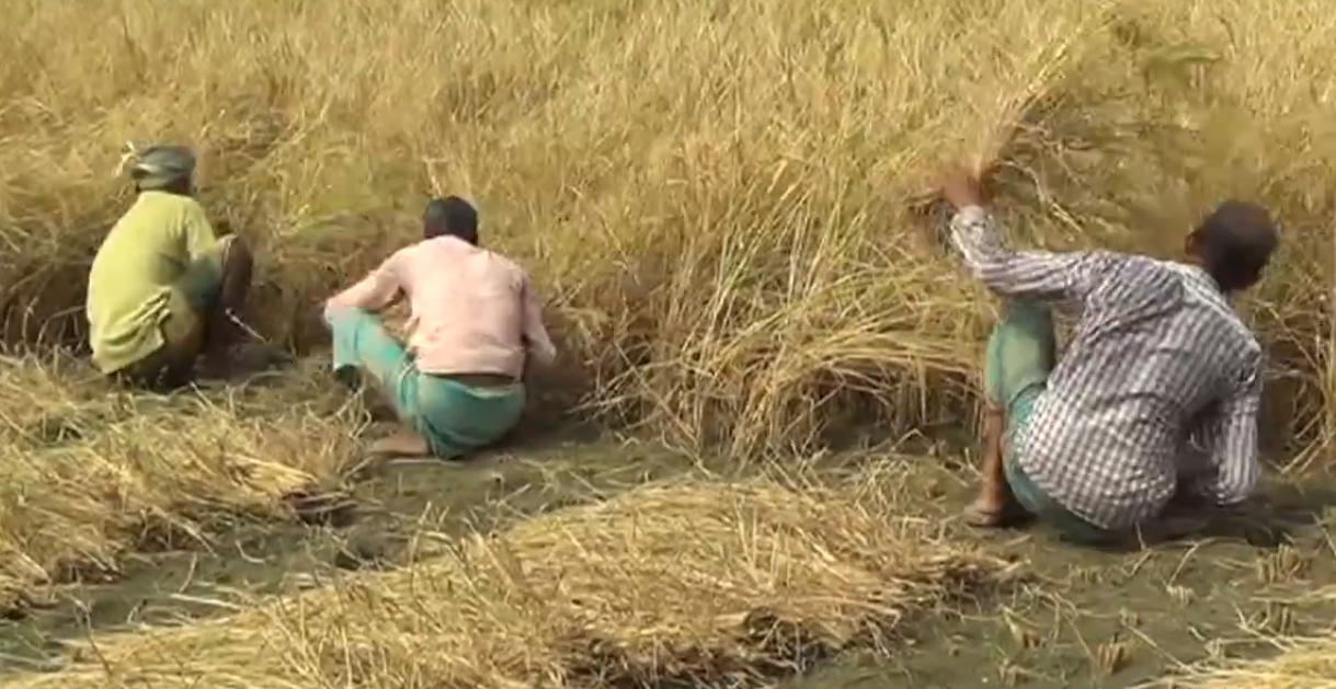 Rising heatwaves, droughts menace rice yields in Bangladesh